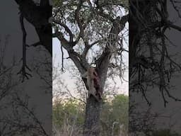 Leopard & Warthog Plummet from Tree!