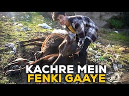 Cow rescue ne khade kiye yeh sawal