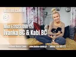 Miot E 2023 Shih Tzu - Ivanka i Kabi BC