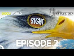 From the Skies to the Shadows: How Animals See the World? | Super Senses Episode 2: Sight