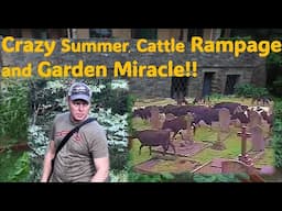 Homestead Cattle Rampage & Raised Bed Garden Success plus Elderberries!