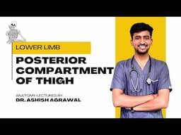 Posterior Compartment of thigh ||Lower Limb Anatomy ||First Year MBBS ||Anatomy lectures by Ashish