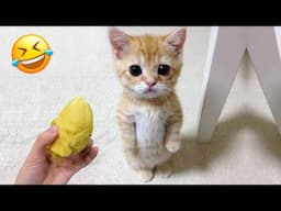 Funniest Animals 2023 🤣 Best Cats and Dogs Videos 🐶😻 Part 19