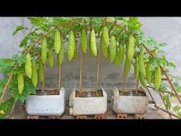 How to grow bitter melon in plastic containers for families without gardens, Eat all year round