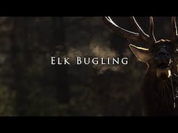 Elk Bugle Sound