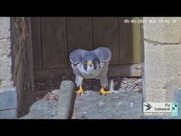 Ely Cathedral Peregrines - 2021 Hawk and Owl Trust