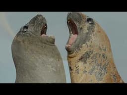 Wildlife photographer Mark Sisson on photographing birds and mammals on the Falkland Islands.