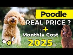 Poodle Price In India 2025 | Poodle Price & Monthly Cost