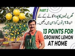 13 Points For Growing LEMON At Home, Part-02 | Gardening With Javed Iqbal