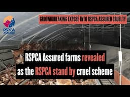 RSPCA Assured farm investigations REVEALED as the RSPCA stand by cruel Assured Scheme