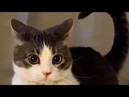 Funny Cats 2024 😹Cat Funny Videos − Funny Cats