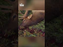 Trophy Elk DROPPED