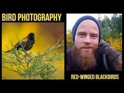 Bird Photography Behind the Scenes - Photographing Red-Winged Blackbirds in BC (2020)