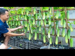 Surely you don't know how to grow these cucumbers, each plant yields 10kg