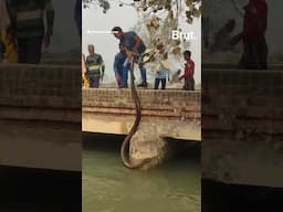 Watch how a man rescued a giant python from a village in Uttar Pradesh…