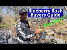 Blueberry Bush Buyers Guide and Tips