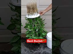 Basil Bucket!🌱#hydroponics #gardening #basil #gardeninspiration #containergardening #bucketgardening