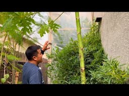 Greenhouse Protection Against Wind (and Cold) for Tropical Fruit Trees