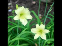 These Aren’t Your Grandmother’s Day Lillies Anymore