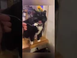 Cats Gone Wild!  Hilarious Short Clips for Cat Lovers #follow  #comedy #funny #tiktok @Funniest-8