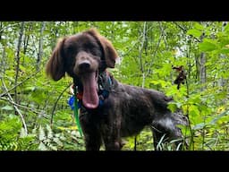 Preseason Grouse Work:  Steadiness to Wing and Shot