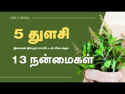 13 Surprising Ways Tulsi Can Change Your Life Forever! | 24 Tamil Health