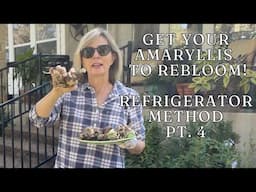 Get Your Amaryllis Bulbs To Rebloom - Refrigerator Method