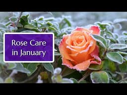 Rose Care in January