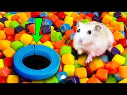 🌈🐹 Hamster Escapes Maze the Pop It 😱 #hamsterescape #mazediytraps