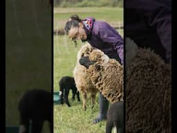 Sheep are THE BEST 🥰 #homesteading #sheep #sheepfarming #cuteanimals #farmanimals 🎥Ben Vogel