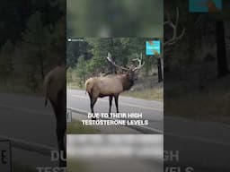 Elk lived in the forest for 2 years with a tire around his neck