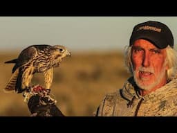 The tiercel gyr/peregrine  Produced by: Steve Chindgren