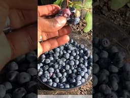 Blueberry Bushes #shorts #short #garden #tips #foryou #gardening