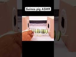 Guinea pig ASMR #adorableanimals #pets #guineapig #asmr