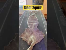 THESE Whales Eat GIANT Squid! 🦑 #animals #nature #shorts