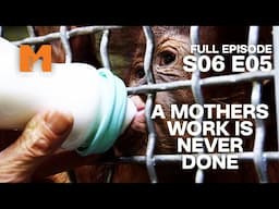 Jeremy Takes On Motherly Duties | Season 6 Episode 5 | Full Episode | Monkey Life