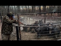 First catch of 2025. Trap full of GIANT wild hogs. Top 5 boar cutters.