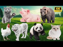 4K Wild Animal Sounds: Cat, Pig, Bear, Chicken, Tiger, Panda - Fascinating Wildlife Sounds