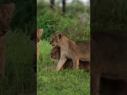 Lioness with cubs #wildlife #lions#optimumtelevision