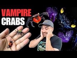 Help! I'm overrun with CRABS! Meet my VAMPIRE CRABS (Geosesarma)!