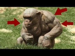 Jaw-Dropping Muscle on Hairless Chimpanzees