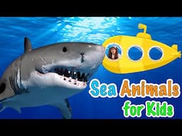 Sea Animals For Kids | Soso Goes On A Submarine to Explore Some Sea Animals!