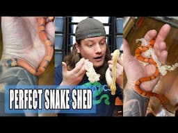 BAD snake sheds to PERFECT sheds! Here's what to do!