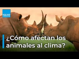 ¿Cómo afecta la DESAPARICIÓN de los ANIMALES al CLIMA? 🐳