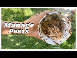 Pests And How We Manage Them + Figs 🥑🍅🥬🥕 Food Forest Pest Control