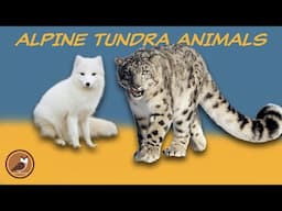 Animals of the Alpine Tundra Biome 🐐 Snow Leopard, Wolverine, Mountain Goat, Pika...