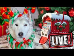 My Dogs Open Gifts LIVE! Over 500 Cards!  Annual Christmas Card Exchange