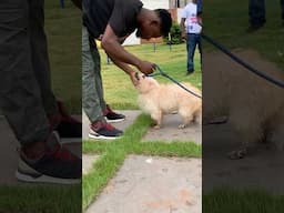 Dog loves getting pet #chowchow  #shorts #dog