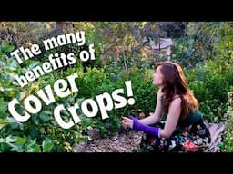 Answering questions about how we use cover crops