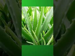 Aloe Vera for Hair Loss, Greying and Thinning Hair - Rajiv Dixit Ayurveda for Haircare and Treatment